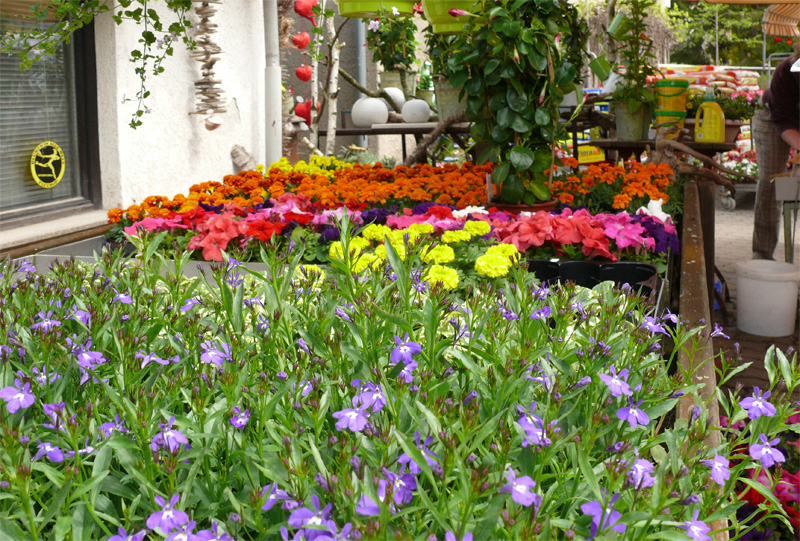 Blumen für Garten, Balkon und Terrasse