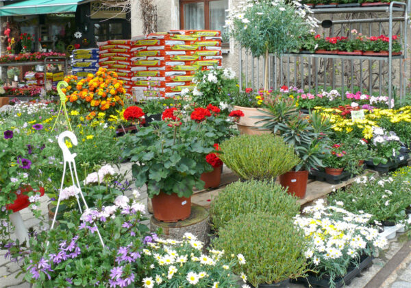 Blumen und Pflanzen